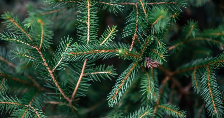 Как да засадим елха ?