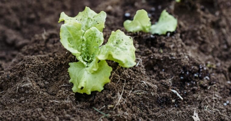 5 култури  които дават печалба